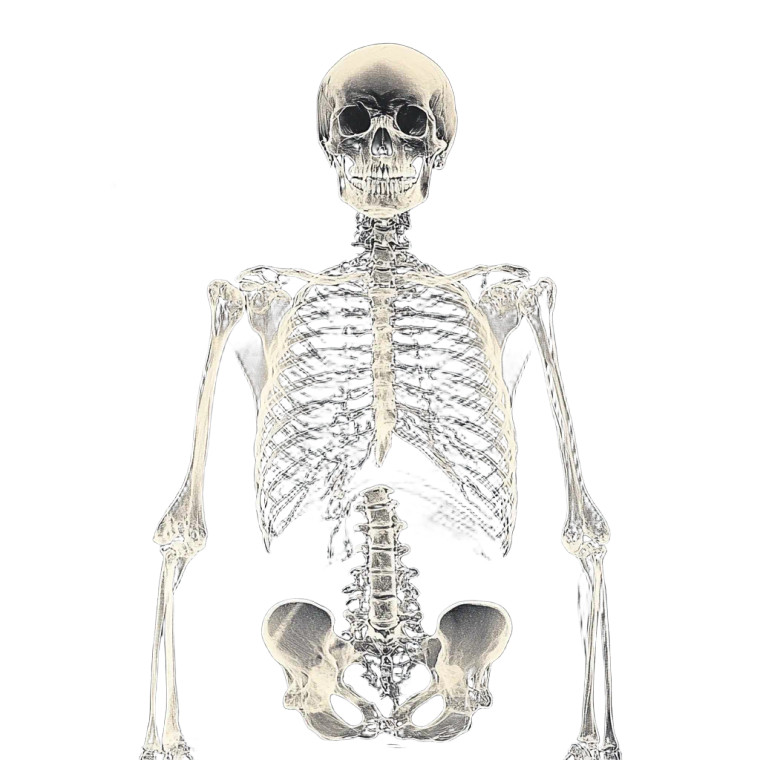 Xray Illustration Vinyl Car Decal Sticker – Waterproof & UV-Resistant 8"