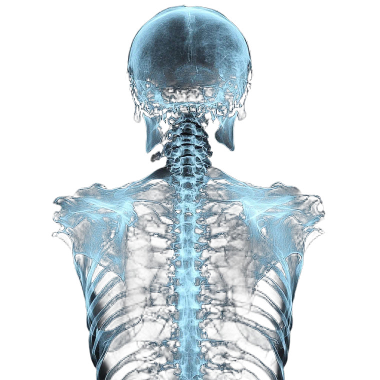 Skeleton Xray Vinyl Car Decal Sticker – Waterproof & UV-Resistant 8"