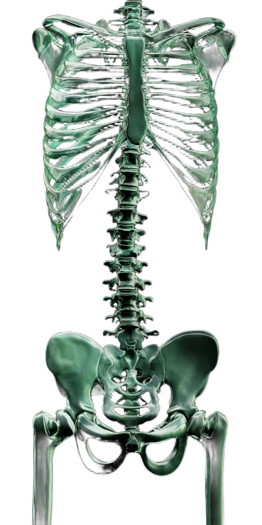 Translucent Green Ribcage Vinyl Car Decal Sticker – Waterproof & UV-Resistant 8"