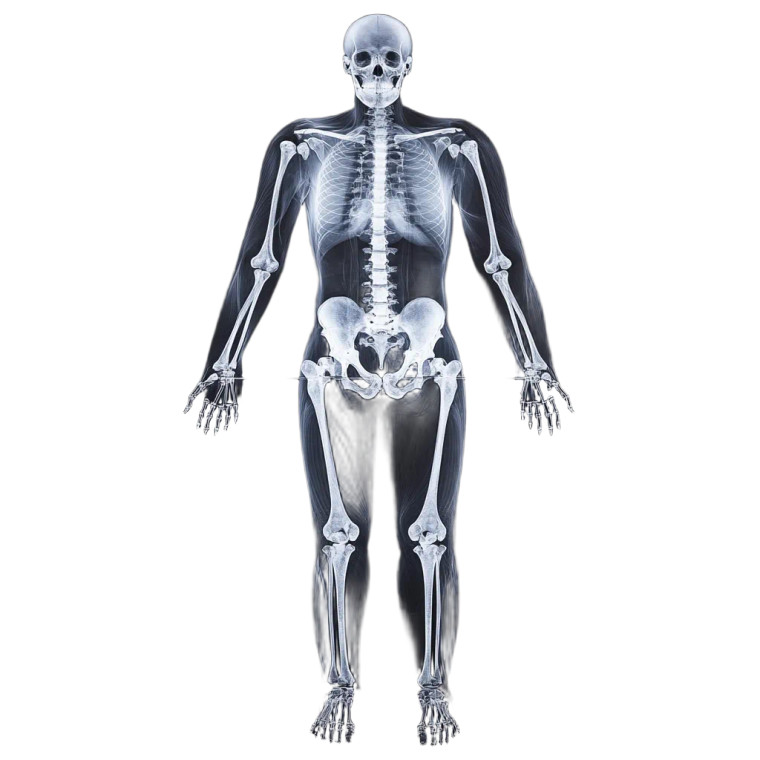 Full Body Xray Vinyl Car Decal Sticker – Waterproof & UV-Resistant 8"
