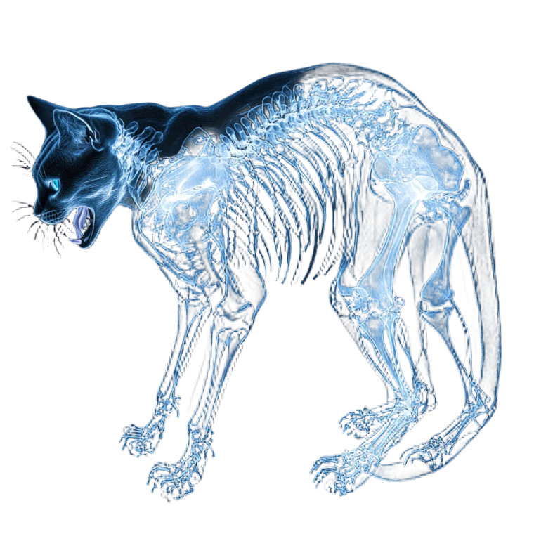 Surreal X-Ray Feast Vinyl Car Decal Sticker – Waterproof & UV-Resistant 8"