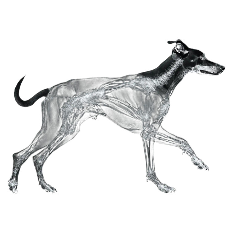 Running Doberman X-Ray Vinyl Car Decal Sticker – Waterproof & UV-Resistant 8"