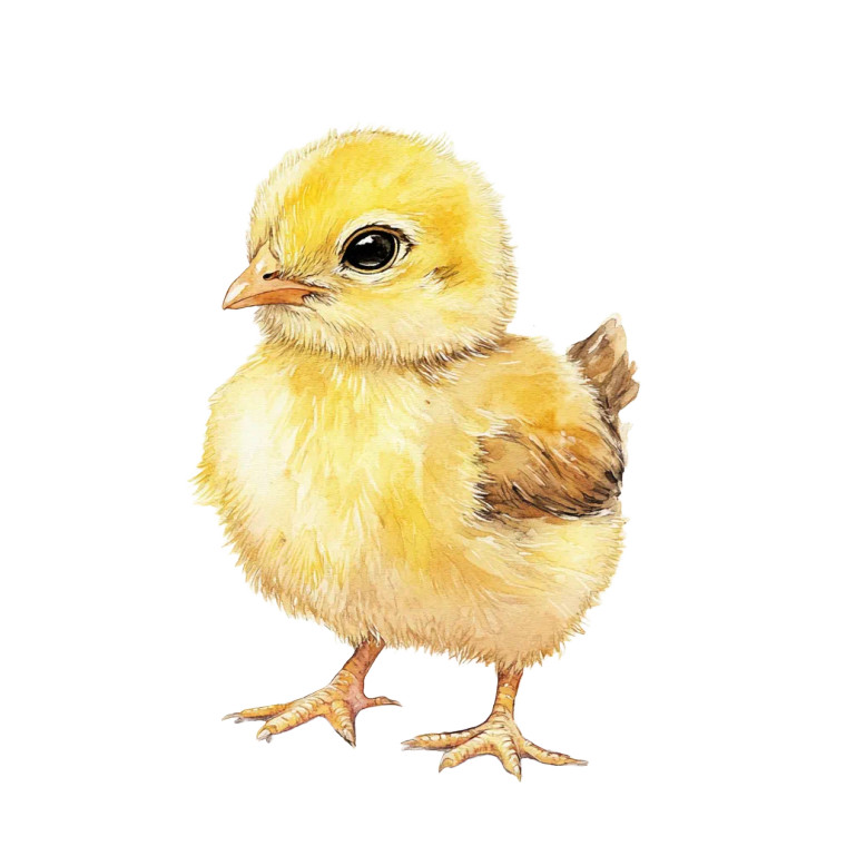 Watercolor Baby Chick Vinyl Car Decal Sticker – Waterproof & UV-Resistant 8"