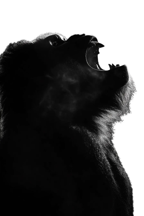 Roaring Gorilla Silhouette Vinyl Car Decal Sticker – Waterproof & UV-Resistant 8"