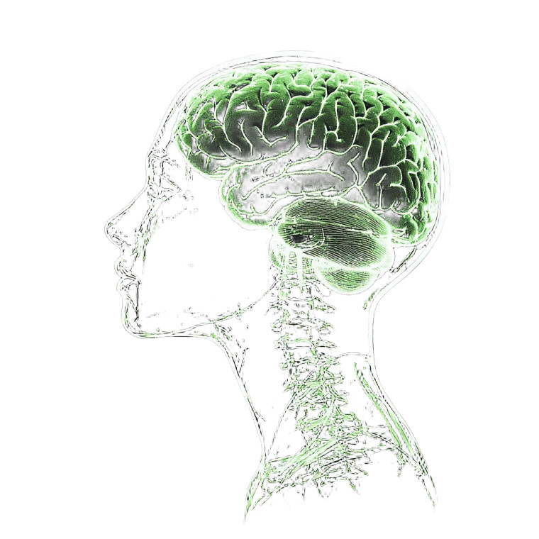 Radiography Brain Logo Vinyl Car Decal Sticker – Waterproof & UV-Resistant 8"