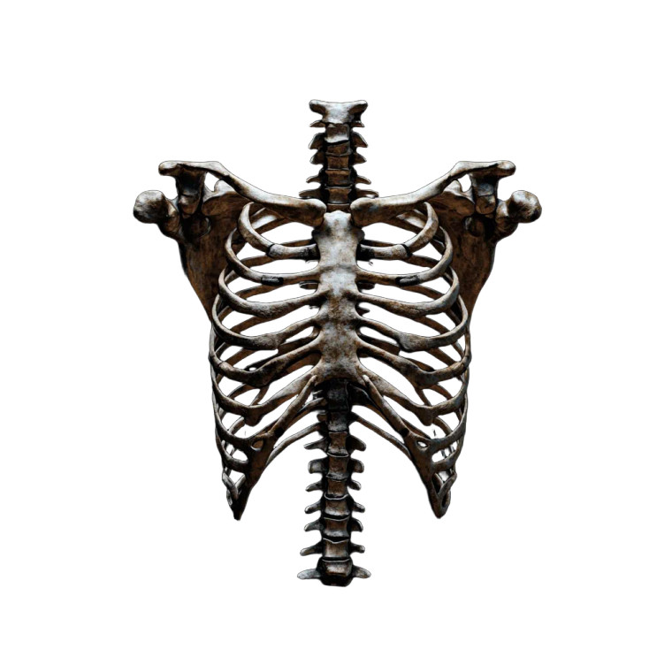 Human Skeletal Ribcage Vinyl Car Decal Sticker – Waterproof & UV-Resistant 8"