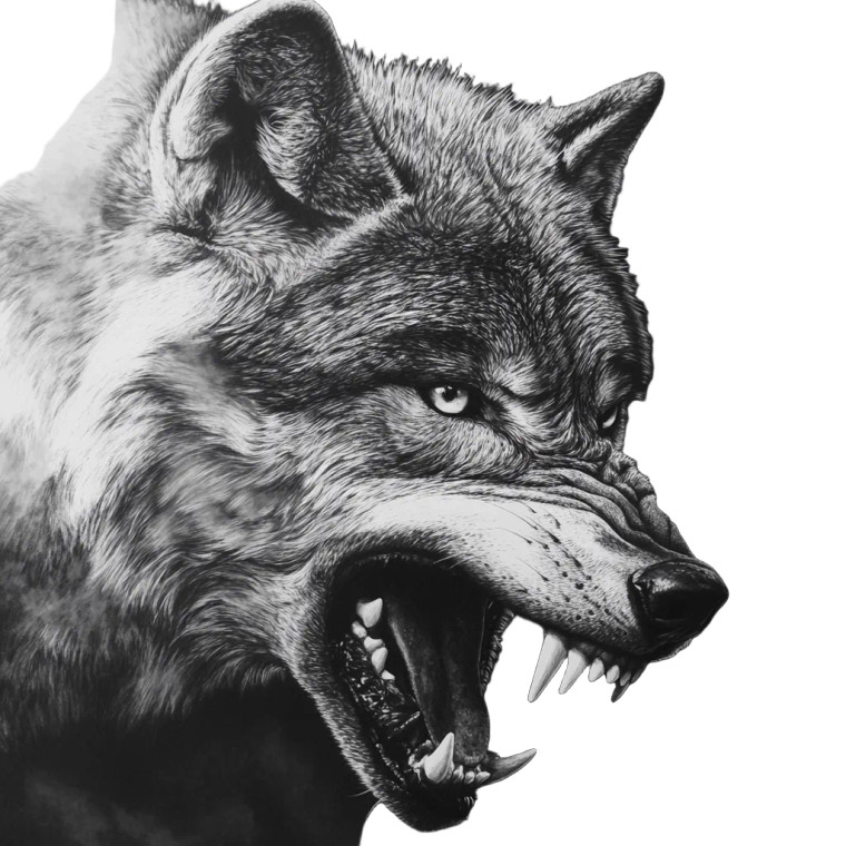 Aggressive Wolf Portrait V6 Vinyl Car Decal Sticker – Waterproof & UV-Resistant 8"