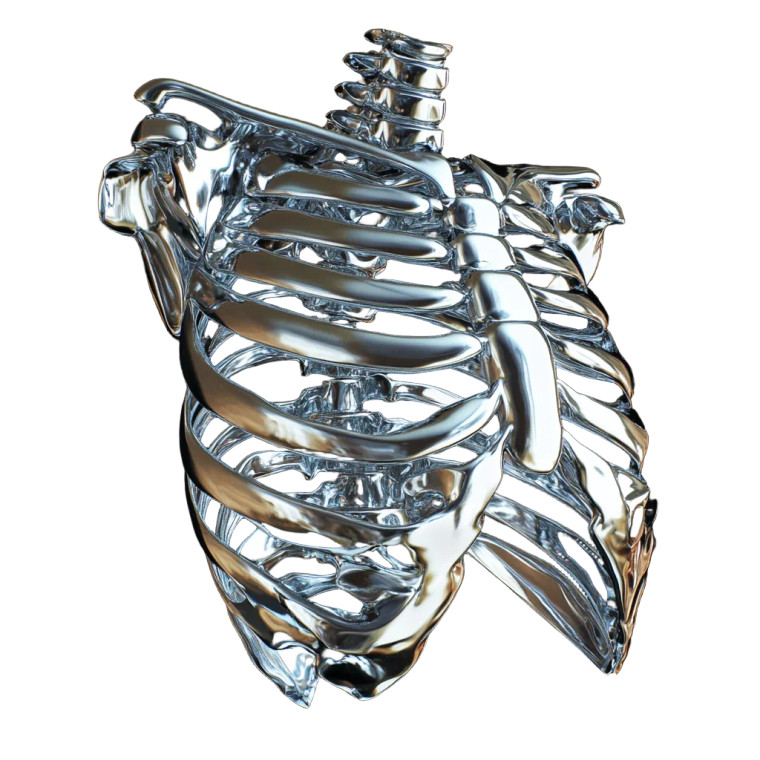Chrome Human Ribcage Vinyl Car Decal Sticker – Waterproof & UV-Resistant 8"