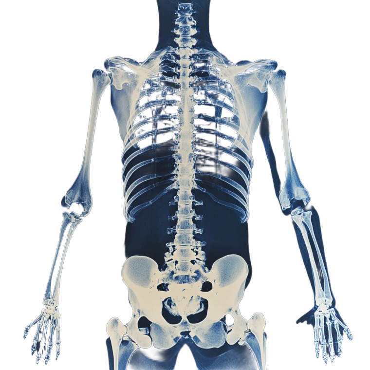 Frontal X-Ray Vinyl Car Decal Sticker – Waterproof & UV-Resistant 8"