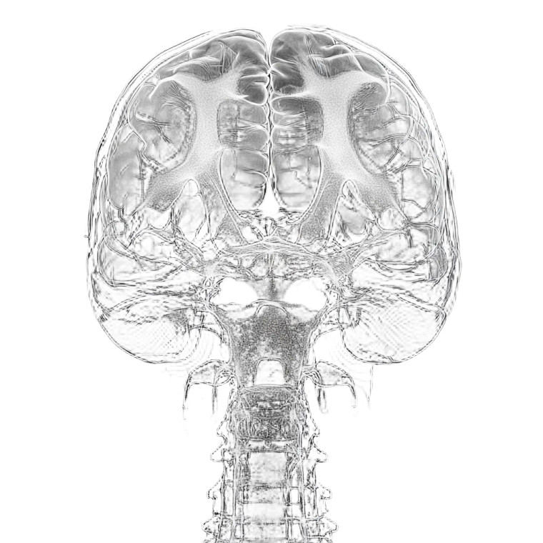 X-Ray Brain Vinyl Car Decal Sticker – Waterproof & UV-Resistant 8"