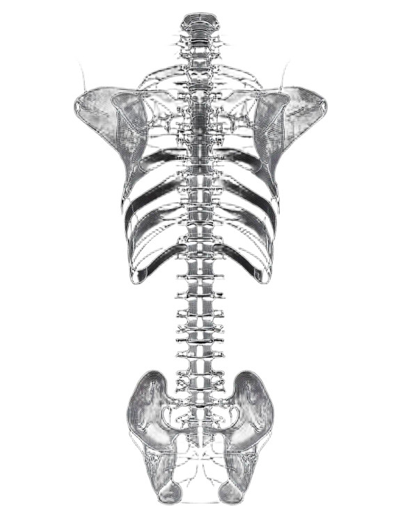 Human Spine Schematic Vinyl Car Decal Sticker – Waterproof & UV-Resistant 8"