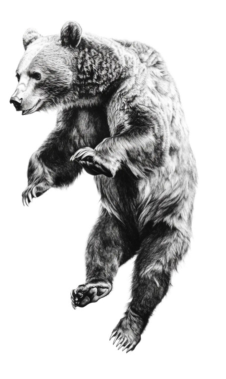 Falling Bear Sketch Vinyl Car Decal Sticker – Waterproof & UV-Resistant 8"