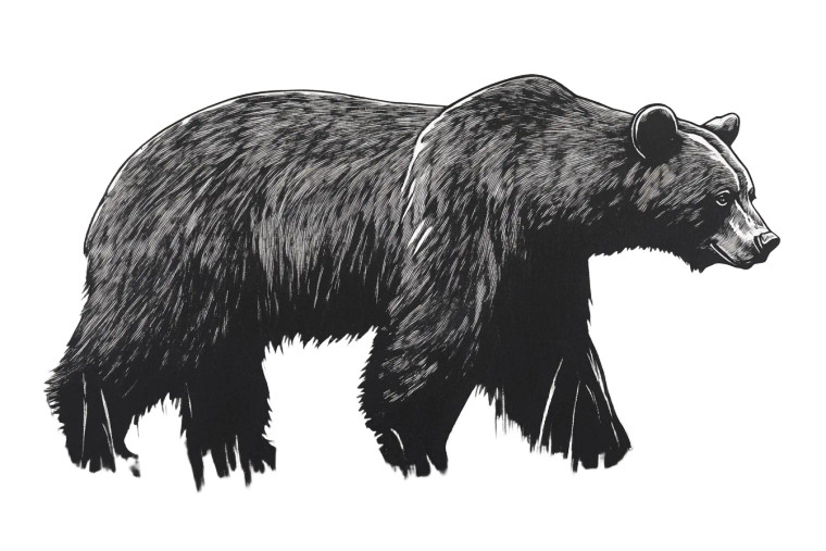 Grizzly Bear Print Vinyl Car Decal Sticker – Waterproof & UV-Resistant 8"