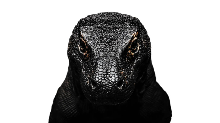 Komodo Dragon Portrait Vinyl Car Decal Sticker – Waterproof & UV-Resistant 8"