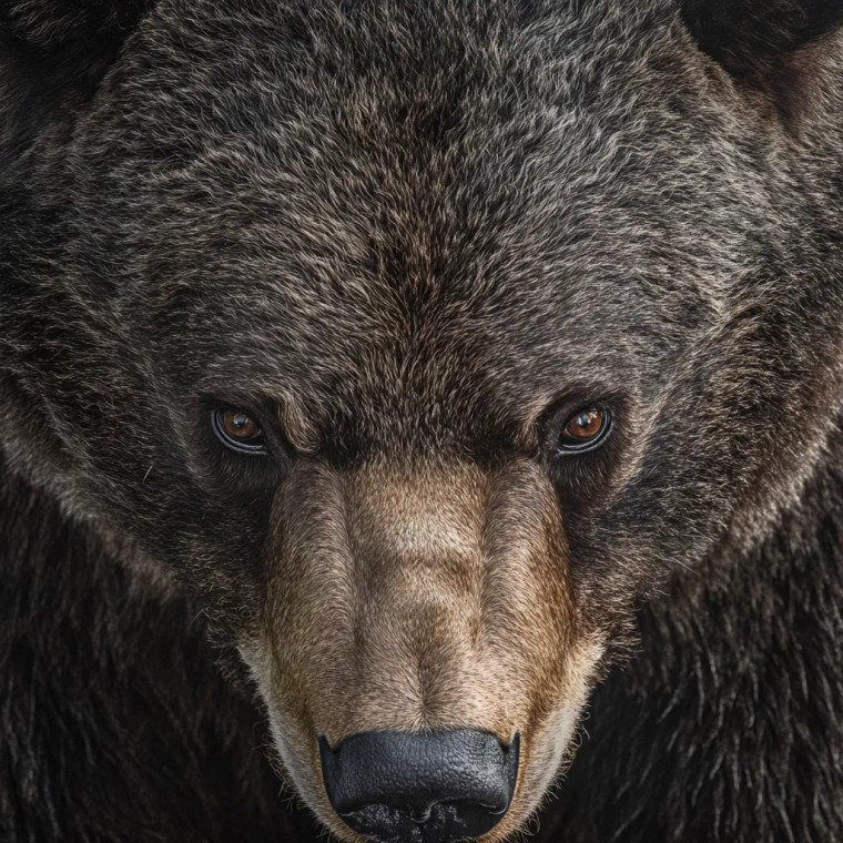 Bear'S Perspective Vinyl Car Decal Sticker – Waterproof & UV-Resistant 8"