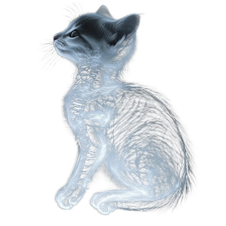 X Ray Cat Vinyl Car Decal Sticker – Waterproof & UV-Resistant 8"