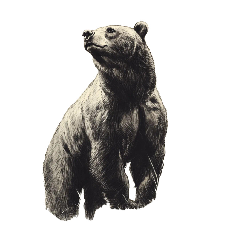 Grizzly Bear Sketch Vinyl Car Decal Sticker – Waterproof & UV-Resistant 8"