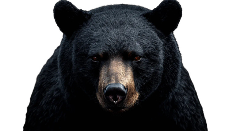 Menacing Bear Close-Up Vinyl Car Decal Sticker – Waterproof & UV-Resistant 8"