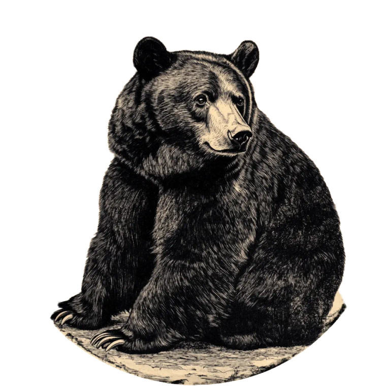 Bear Tattoo V2 Vinyl Car Decal Sticker – Waterproof & UV-Resistant 8"