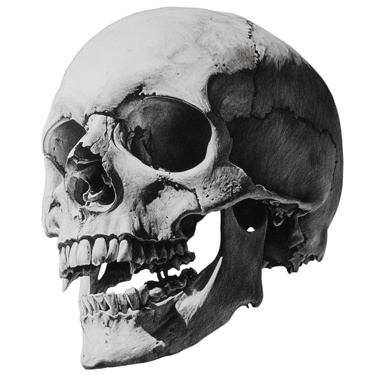 Pirate Skull Drawing Vinyl Car Decal Sticker – Waterproof & UV-Resistant 8"