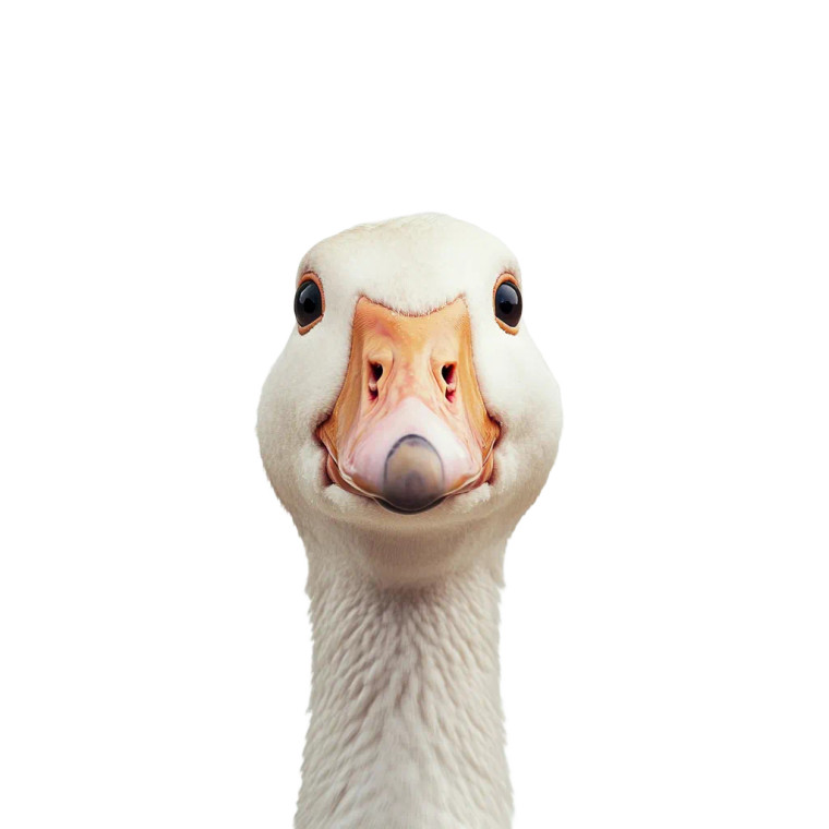 Funny Goose Vinyl Car Decal Sticker – Waterproof & UV-Resistant 8"