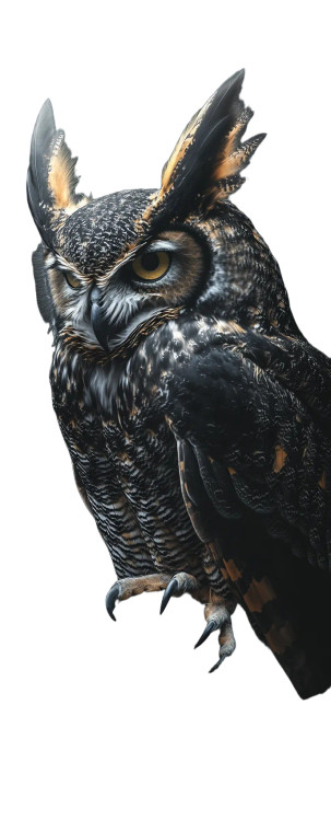 Owl Crushing Skull Vinyl Car Decal Sticker – Waterproof & UV-Resistant 8"