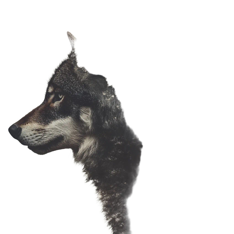 Wolf In Forest Vinyl Car Decal Sticker – Waterproof & UV-Resistant 8"