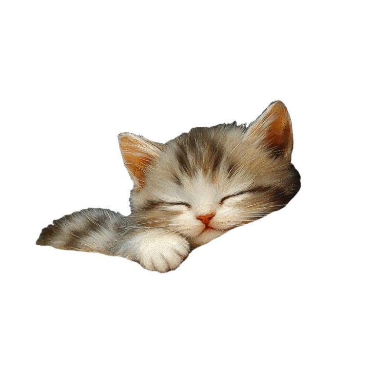Sleeping Kitten Goodnight Vinyl Car Decal Sticker – Waterproof & UV-Resistant 8"