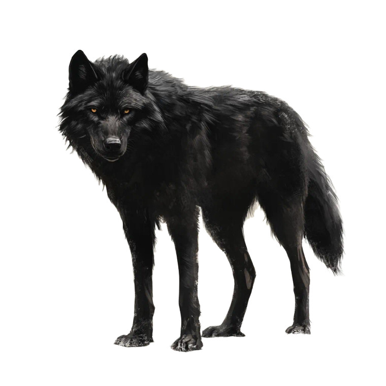 Black Wolf Symbaroum Vinyl Car Decal Sticker – Waterproof & UV-Resistant 8"