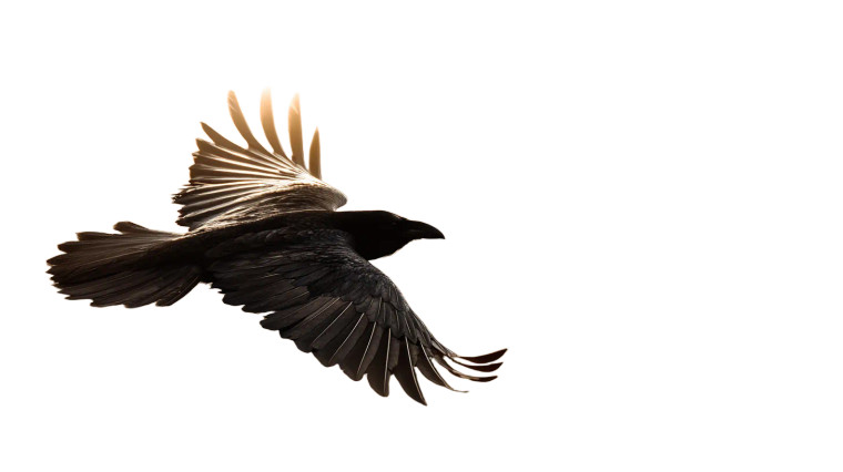 Magical Raven Flight Vinyl Car Decal Sticker – Waterproof & UV-Resistant 8"