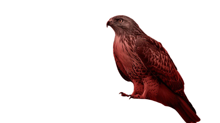 Cinematic Hawk Vinyl Car Decal Sticker – Waterproof & UV-Resistant 8"