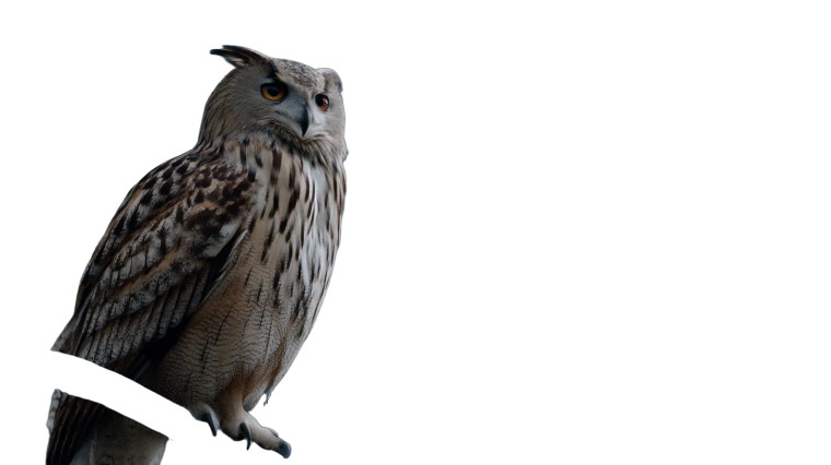 Owl On Branch V2 Vinyl Car Decal Sticker – Waterproof & UV-Resistant 8"