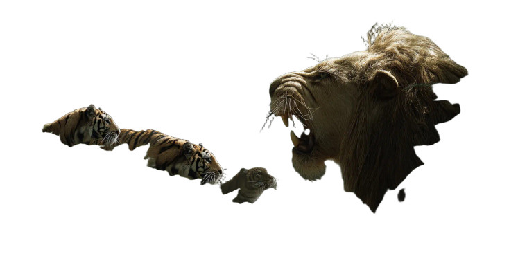 Angry Lion Vs Tigers Vinyl Car Decal Sticker – Waterproof & UV-Resistant 8"