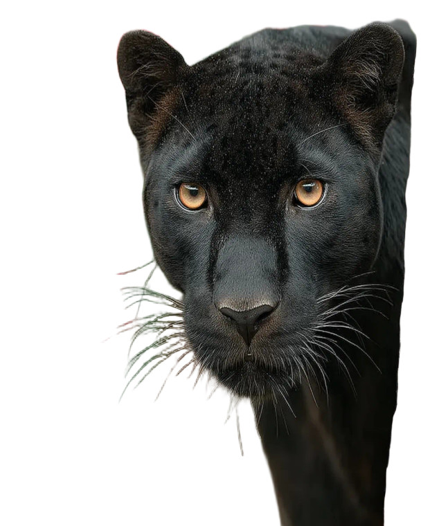 Majestic Black Panther Vinyl Car Decal Sticker – Waterproof & UV-Resistant 8"