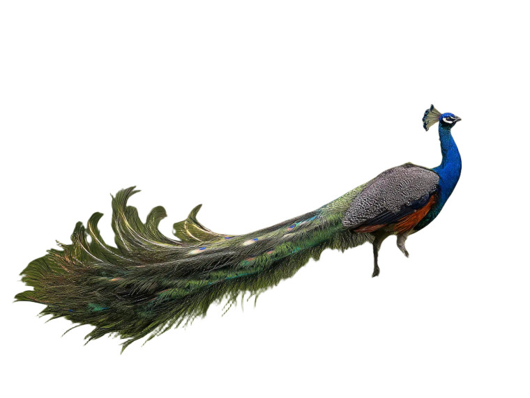 Peacock Cartwheel Vinyl Car Decal Sticker – Waterproof & UV-Resistant 8"