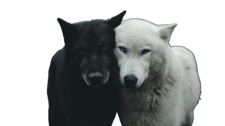 Embracing Wolves Vinyl Car Decal Sticker – Waterproof & UV-Resistant 8"