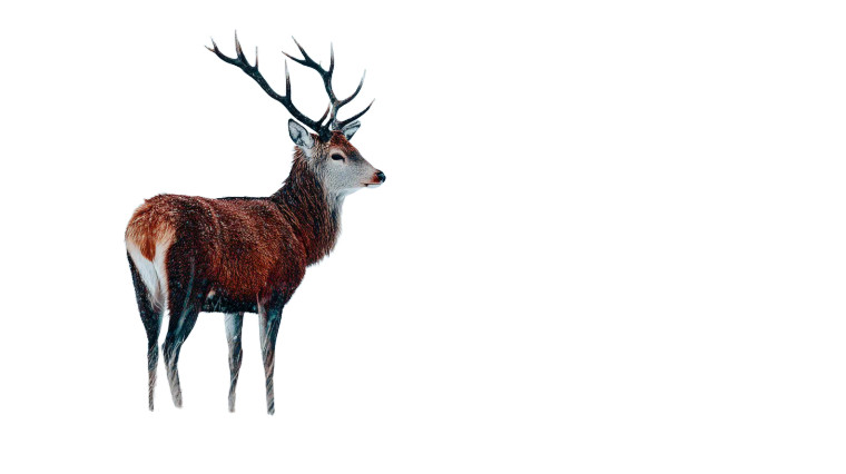 Snowy Meadow Deer Vinyl Car Decal Sticker – Waterproof & UV-Resistant 8"