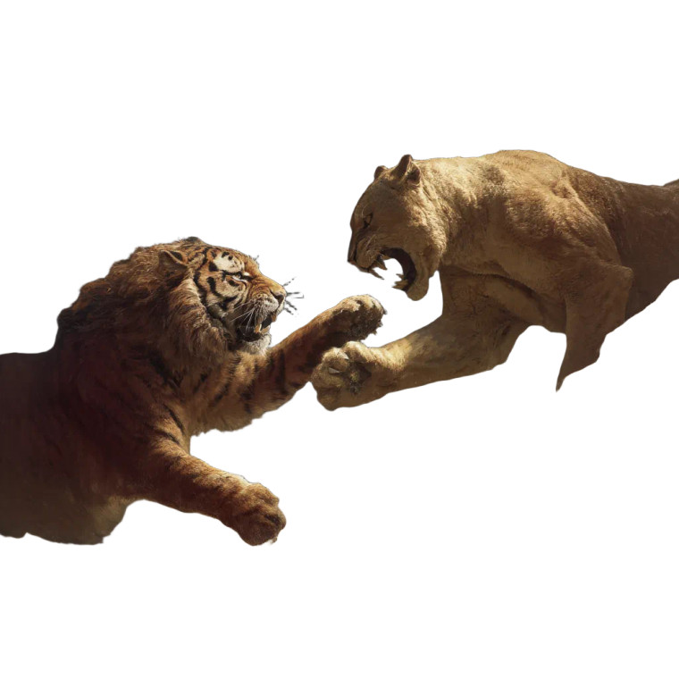 Tiger Vs Lion V2 Vinyl Car Decal Sticker – Waterproof & UV-Resistant 8"