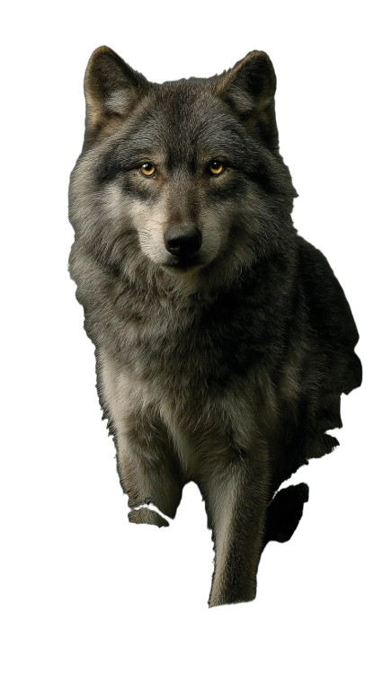 Mystical Wolf Guardian Vinyl Car Decal Sticker – Waterproof & UV-Resistant 8"