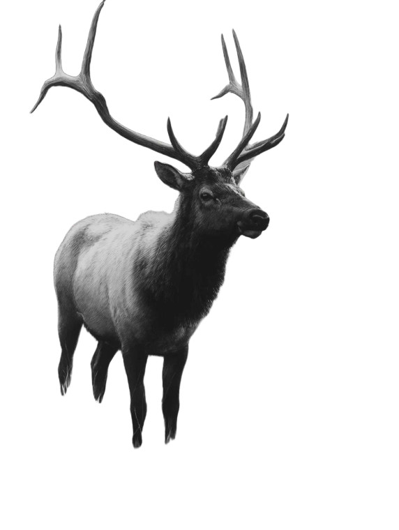 Photorealistic Elk Vinyl Car Decal Sticker – Waterproof & UV-Resistant 8"