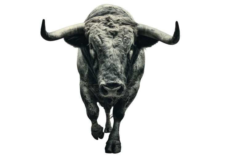 Spanish Fighting Bulls Vinyl Car Decal Sticker – Waterproof & UV-Resistant 8"