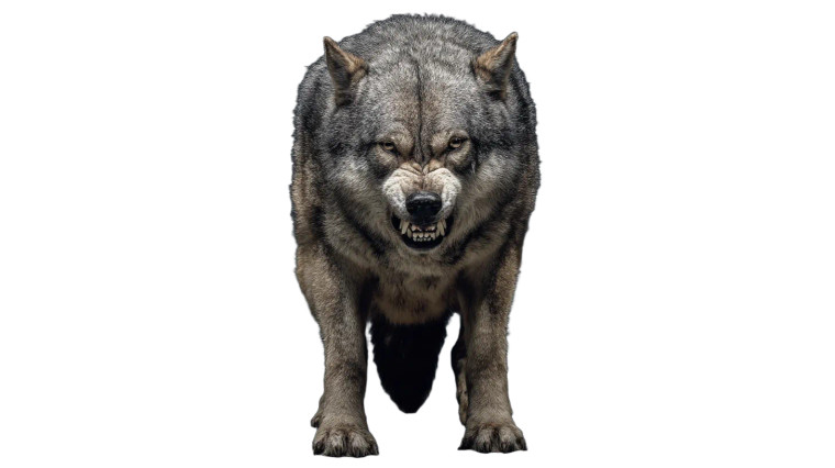 Genetically Enhanced Wolf Vinyl Car Decal Sticker – Waterproof & UV-Resistant 8"