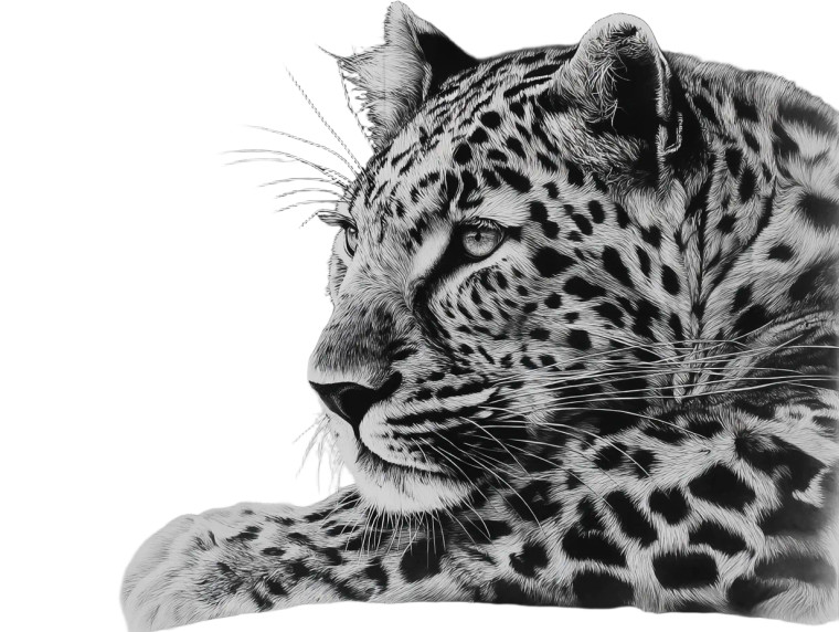 Leopard Drawing Vinyl Car Decal Sticker – Waterproof & UV-Resistant 8"