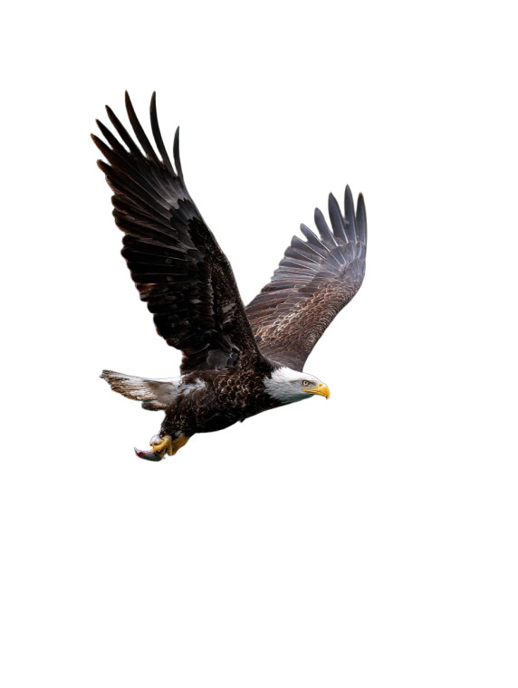 Bald Eagle Fishing Vinyl Car Decal Sticker – Waterproof & UV-Resistant 8"