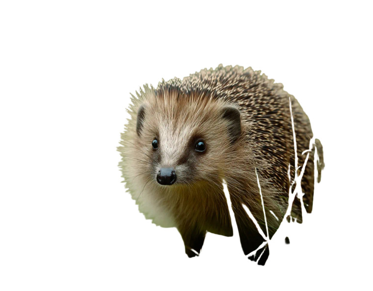 Hedgehog Close-Up V2 Vinyl Car Decal Sticker – Waterproof & UV-Resistant 8"