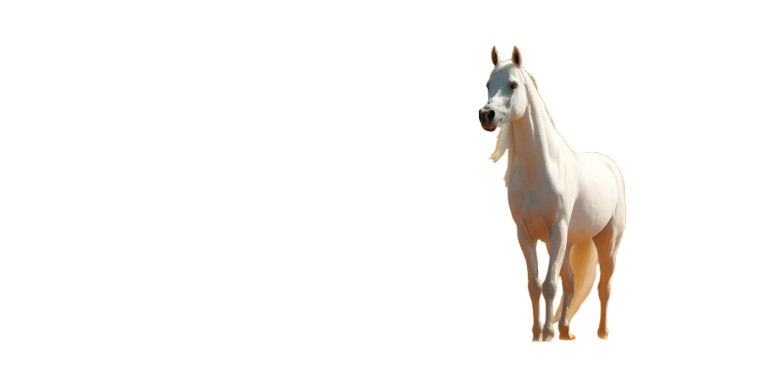 Arabian White Horse Vinyl Car Decal Sticker – Waterproof & UV-Resistant 8"