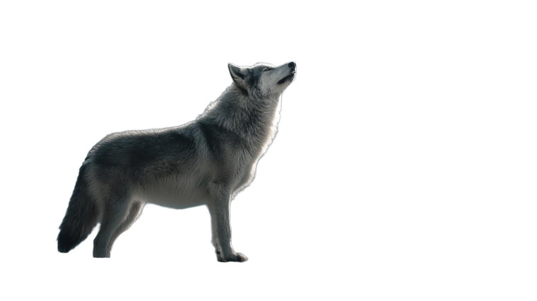 Majestic Grey Wolf V2 Vinyl Car Decal Sticker – Waterproof & UV-Resistant 8"