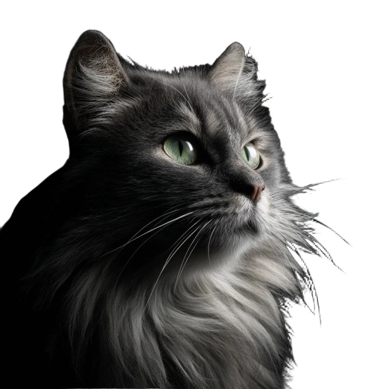 Smoke Ragamuffin Cat Vinyl Car Decal Sticker – Waterproof & UV-Resistant 8"