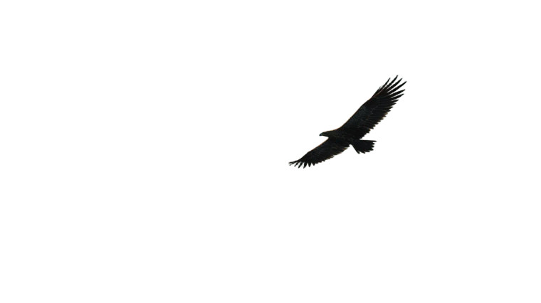 Eagle Over Mountains Vinyl Car Decal Sticker – Waterproof & UV-Resistant 8"