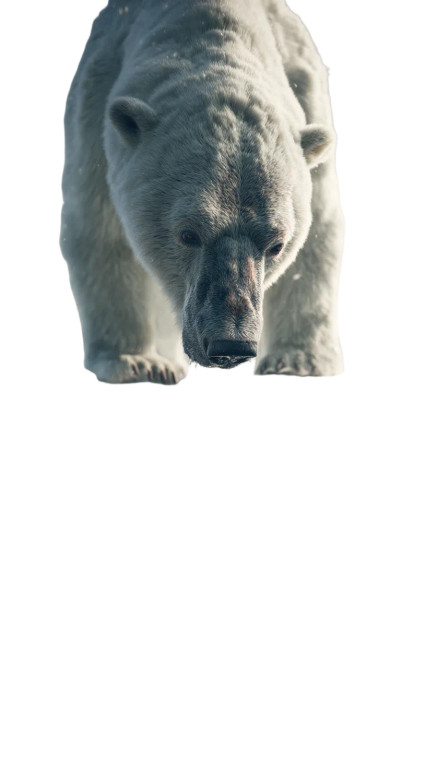 Massive Bear Drinking Vinyl Car Decal Sticker – Waterproof & UV-Resistant 8"